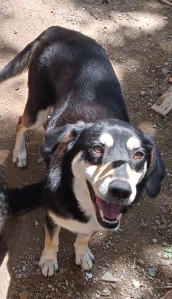 🚨🚨 MUSA - urgente rischio il canile !🚨🚨 Foto 9